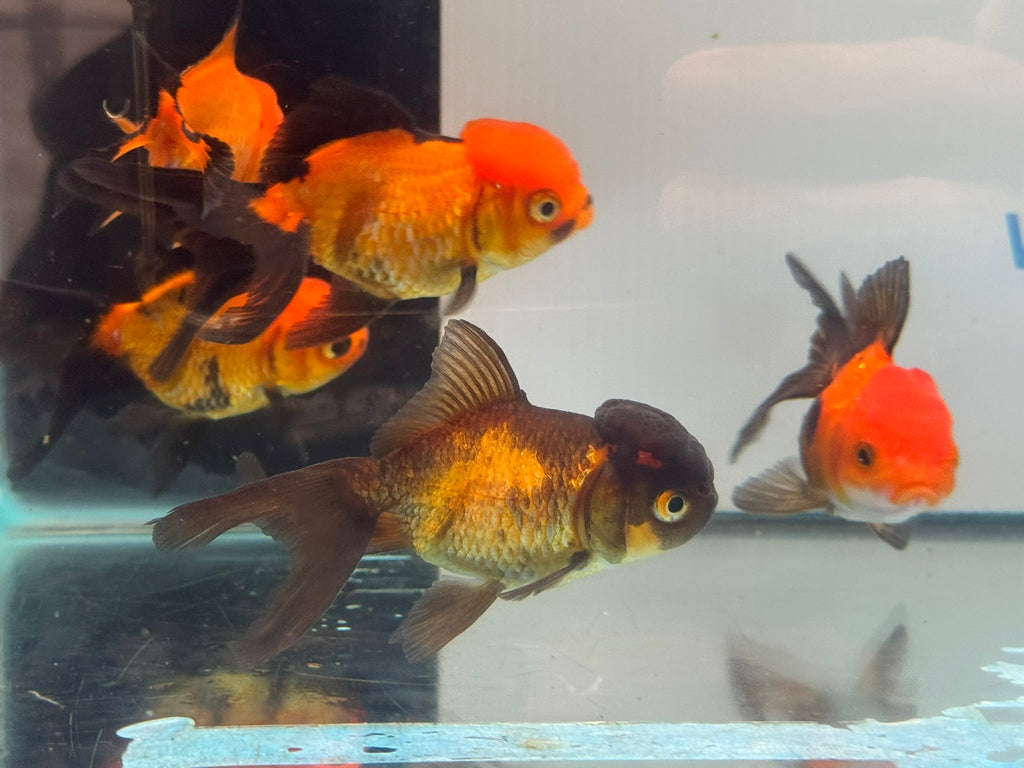 Red/Black Oranda 7-8cm Chinese Fancy Goldfish - Newlyn-pets - Newlyn-pets - 