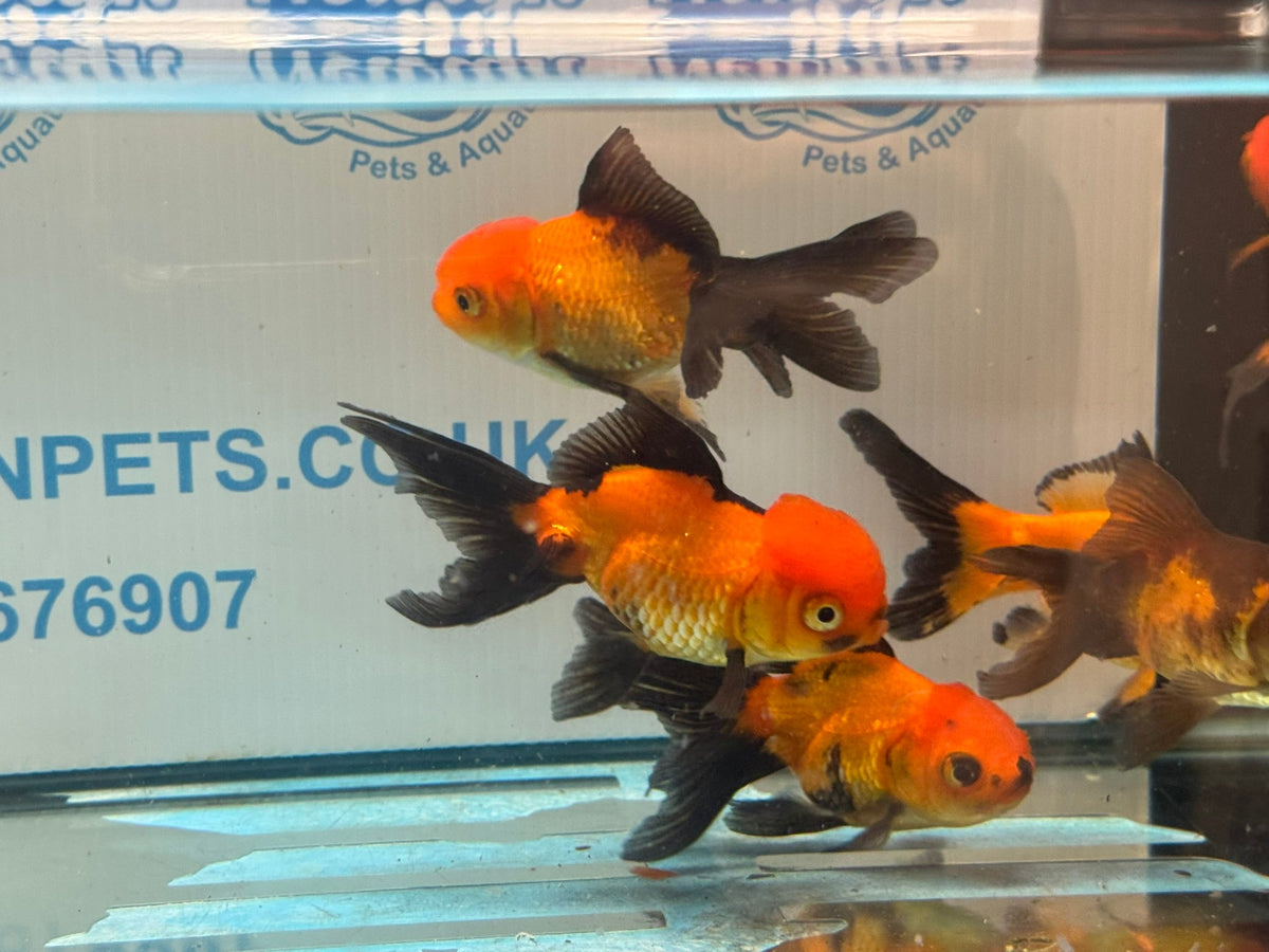 Red/Black Oranda 7-8cm Chinese Fancy Goldfish - Newlyn-pets - Newlyn-pets - 