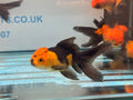 Red/Black Oranda 7-8cm Chinese Fancy Goldfish - Newlyn-pets - Newlyn-pets - 