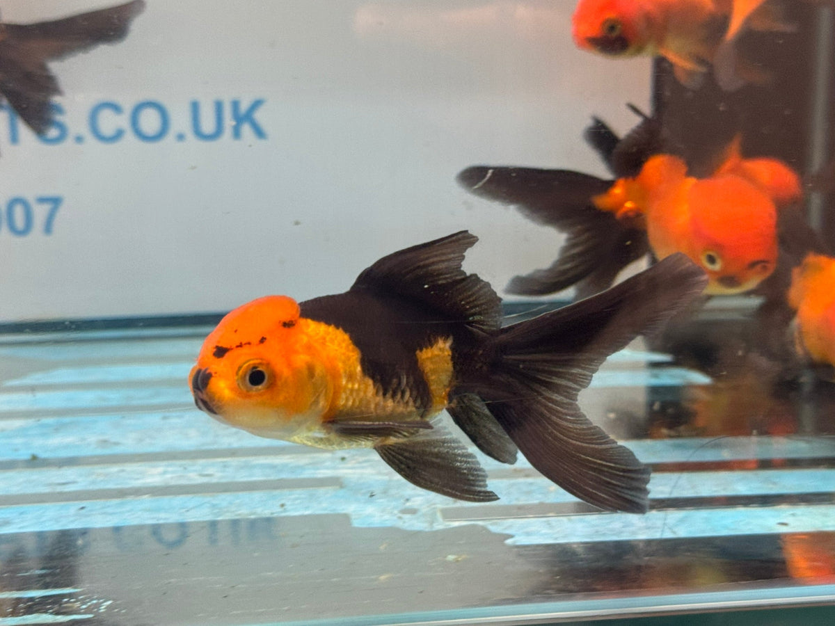 Red/Black Oranda 7-8cm Chinese Fancy Goldfish - Newlyn-pets - Newlyn-pets - 