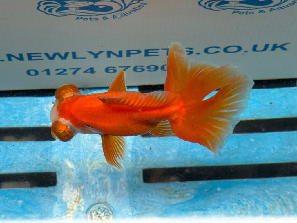 Red/White Butterfly Moor 9cm Chinese Fancy Goldfish Fish In The Photo - Newlyn-pets - Newlyn-pets - 