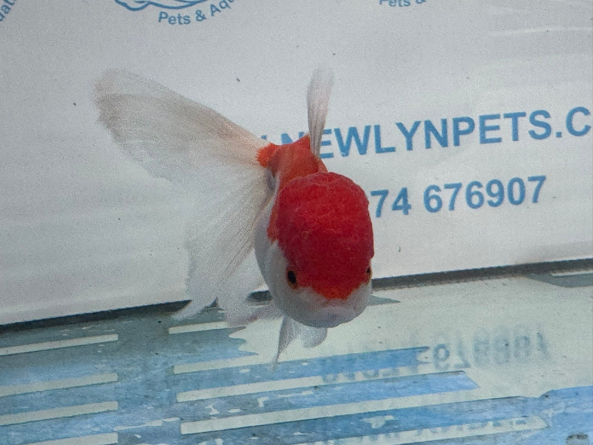 Red/White Oranda 12-13cm ORrw1 Chinese Fancy Goldfish (Fish in photo) - Newlyn-pets - Newlyn-pets - 