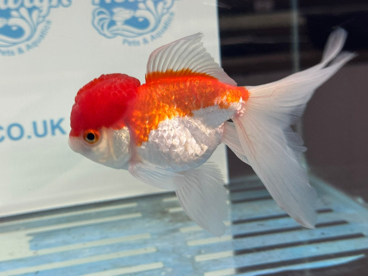 Red/White Oranda 12-13cm ORrw1 Chinese Fancy Goldfish (Fish in photo) - Newlyn-pets - Newlyn-pets - 