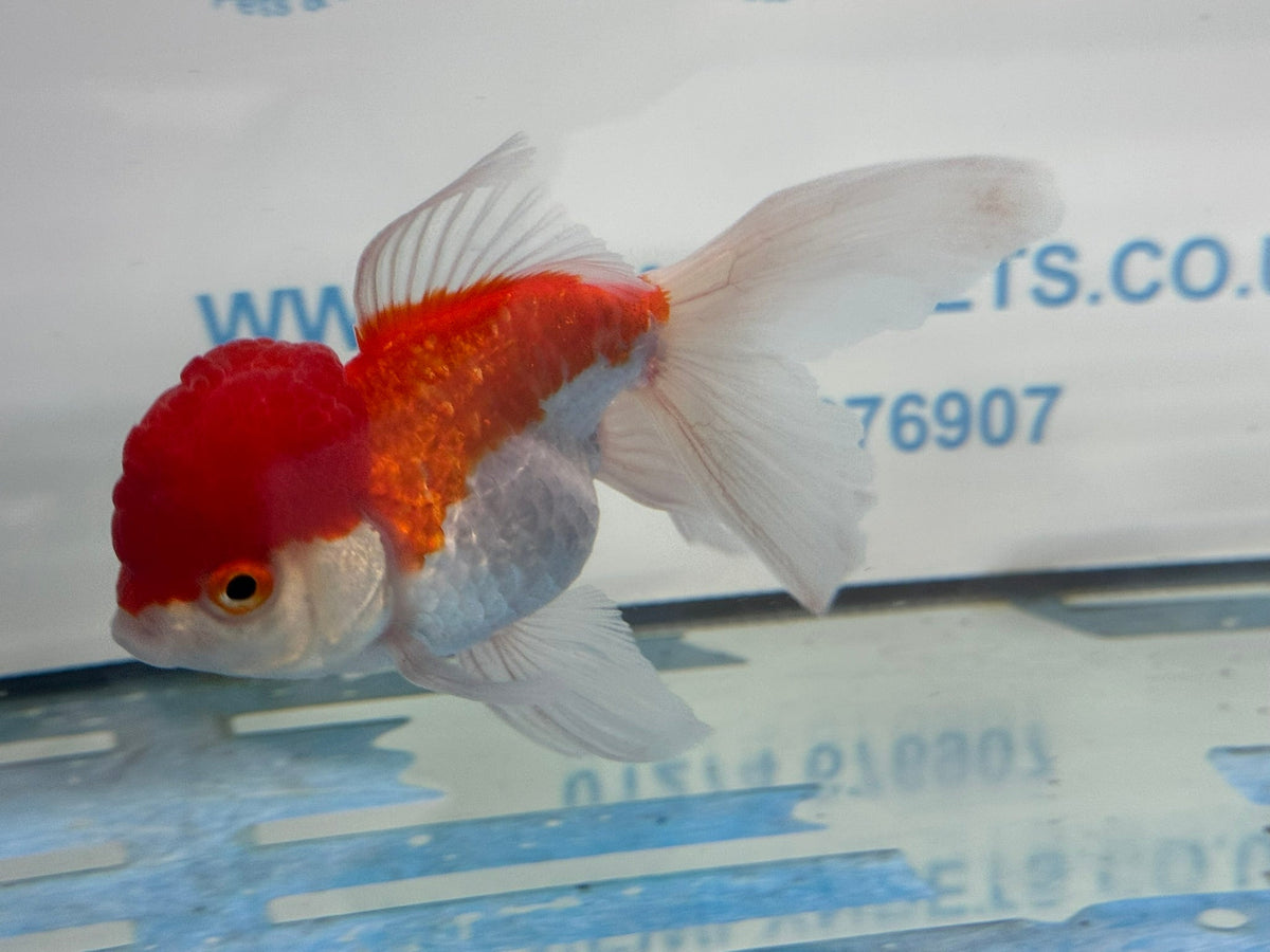 Red/White Oranda 12-13cm ORrw1 Chinese Fancy Goldfish (Fish in photo) - Newlyn-pets - Newlyn-pets - 
