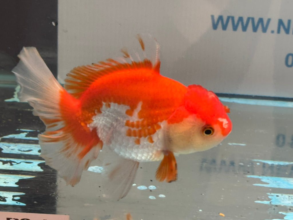 Red/White Oranda 14 - 15cm OR13 (Fish in photo) - Newlyn - pets - Newlyn - pets - 