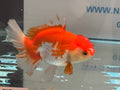 Red/White Oranda 14 - 15cm OR13 (Fish in photo) - Newlyn - pets - Newlyn - pets - 