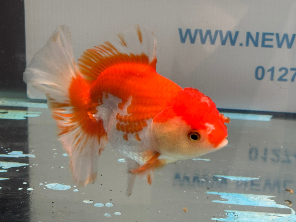 Red/White Oranda 14 - 15cm OR13 (Fish in photo) - Newlyn - pets - Newlyn - pets - 