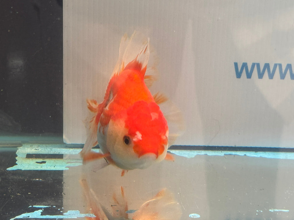 Red/White Oranda 14 - 15cm OR13 (Fish in photo) - Newlyn - pets - Newlyn - pets - 
