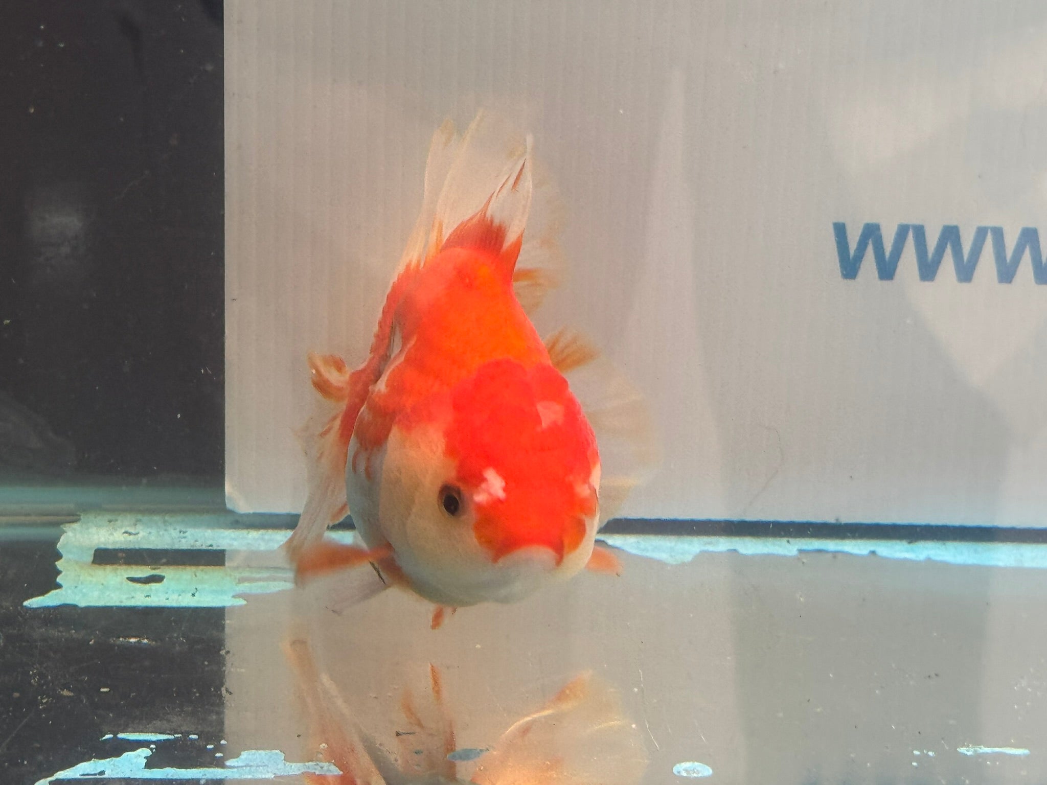 Red/White Oranda 14 - 15cm OR13 (Fish in photo) - Newlyn - pets - Newlyn - pets - 