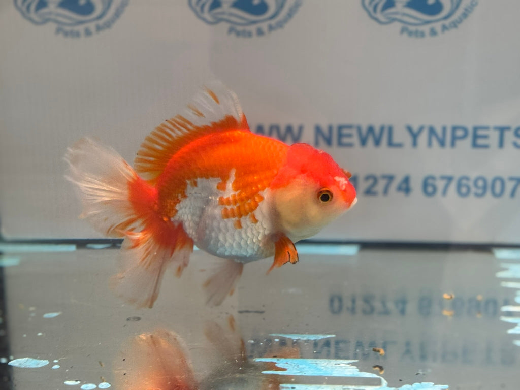 Red/White Oranda 14 - 15cm OR13 (Fish in photo) - Newlyn - pets - Newlyn - pets - 