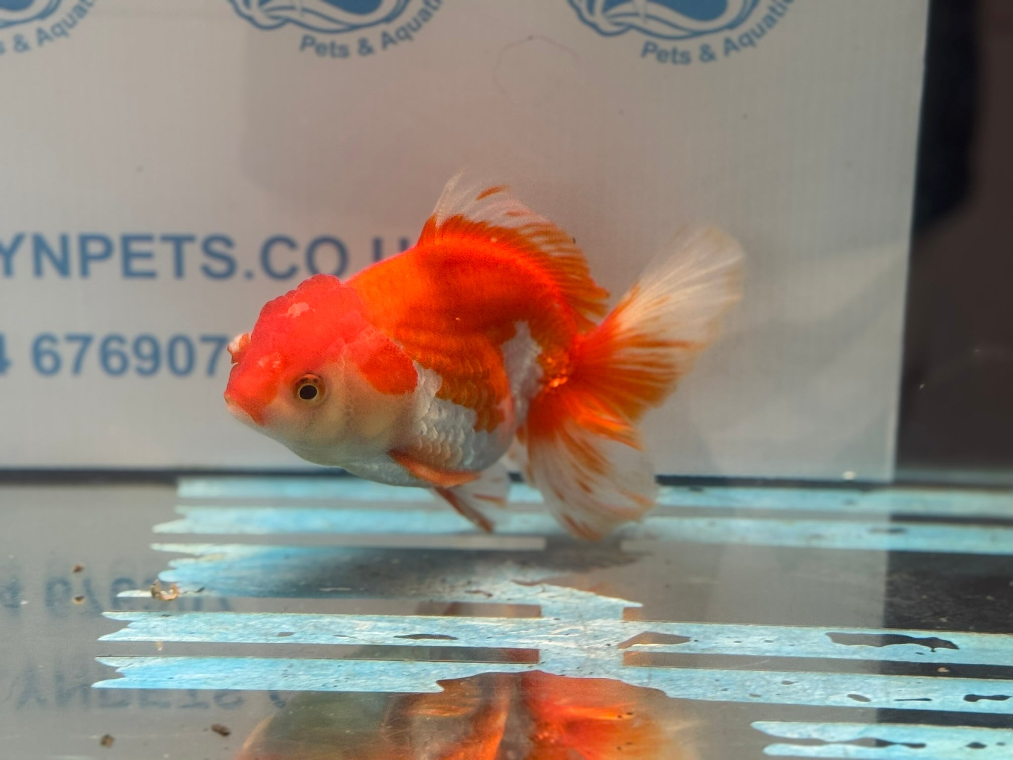Red/White Oranda 14 - 15cm OR13 (Fish in photo) - Newlyn - pets - Newlyn - pets - 