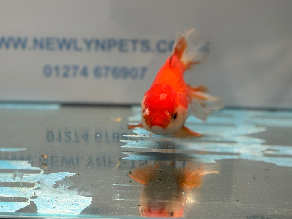 Red/White Oranda 14 - 15cm OR13 (Fish in photo) - Newlyn - pets - Newlyn - pets - 