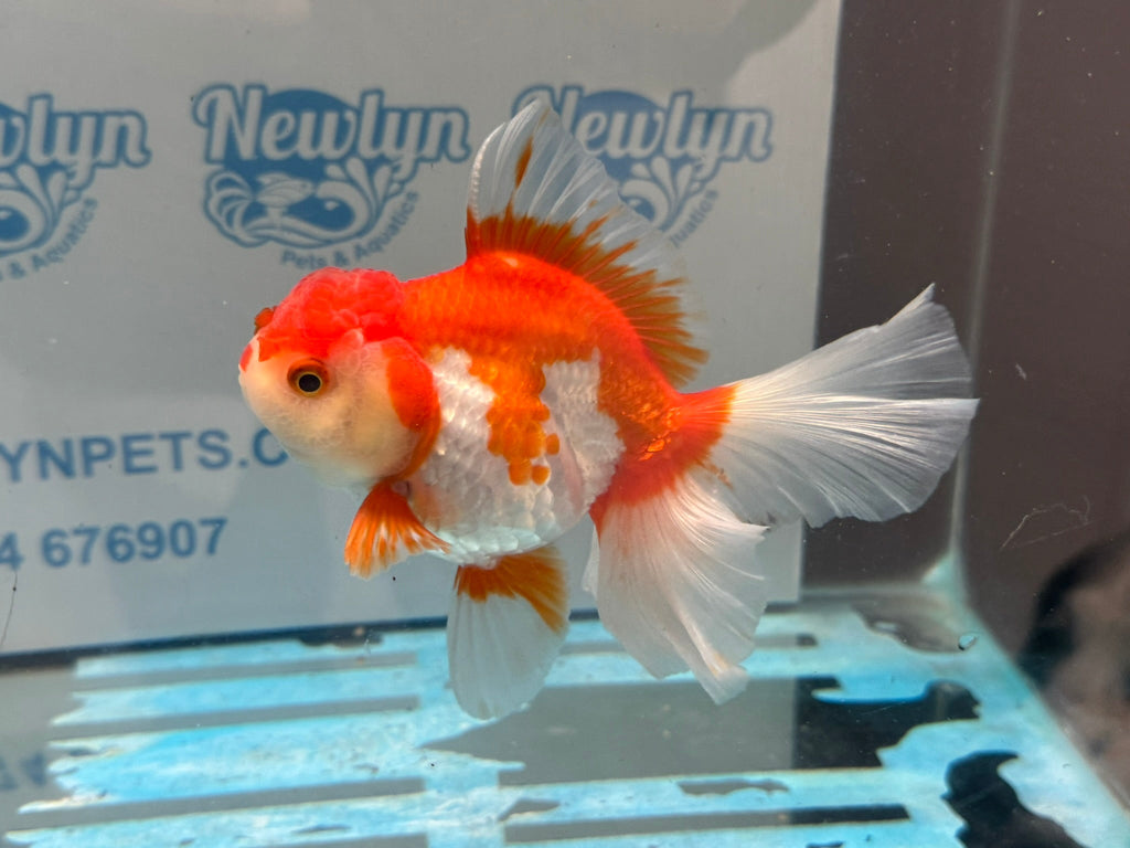 Red/White Oranda 14cm OR15 (Fish in photo) - Newlyn - pets - Newlyn - pets - 