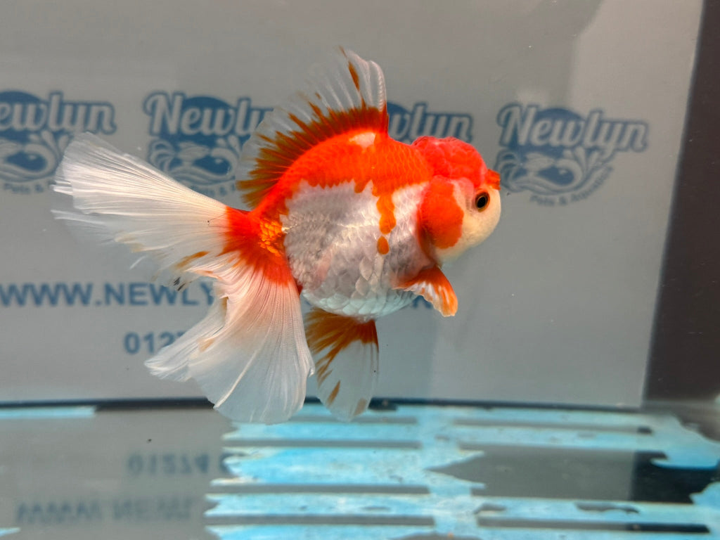 Red/White Oranda 14cm OR15 (Fish in photo) - Newlyn - pets - Newlyn - pets - 