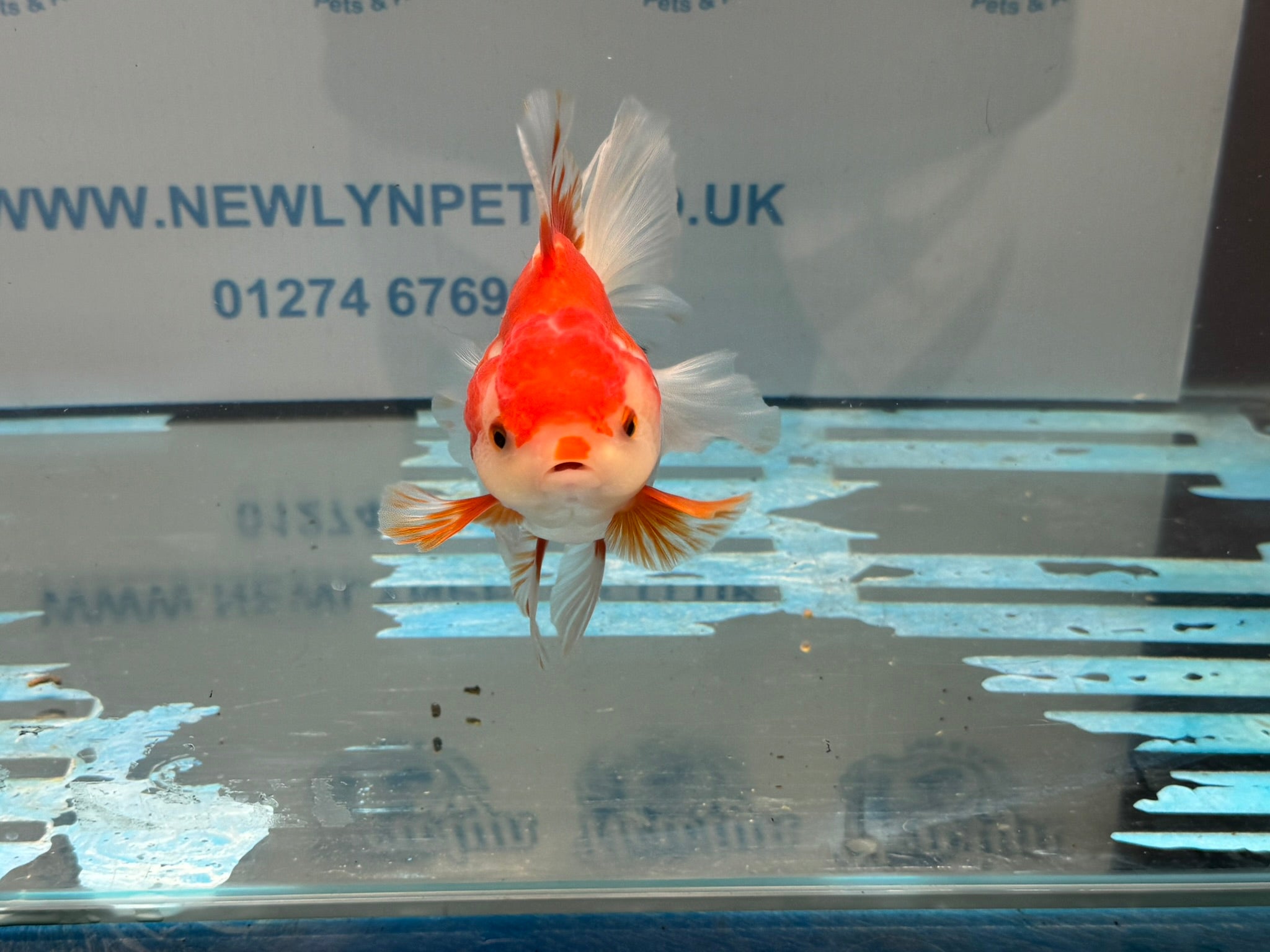 Red/White Oranda 14cm OR15 (Fish in photo) - Newlyn - pets - Newlyn - pets - 