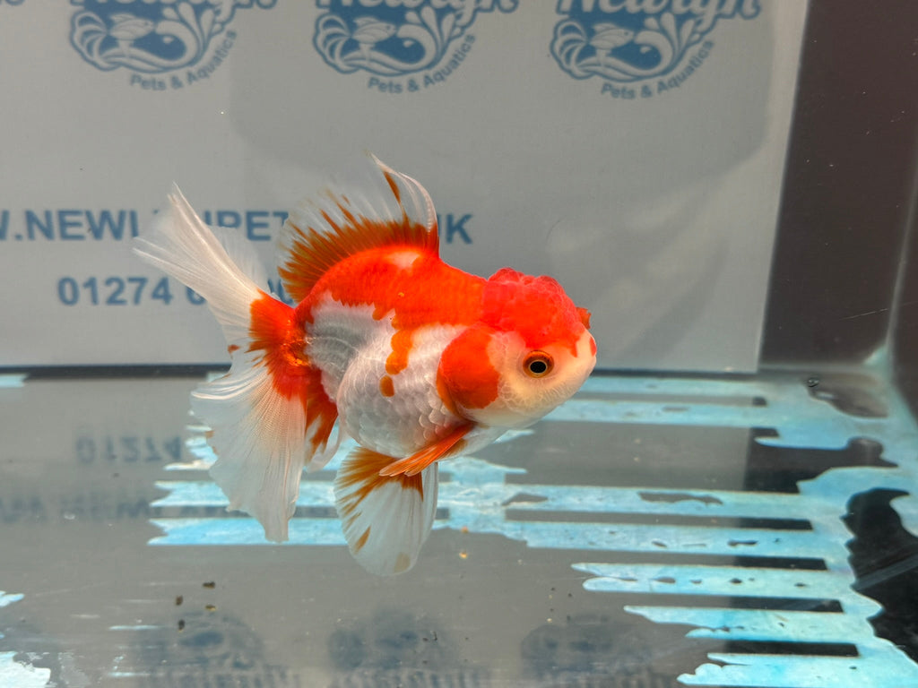 Red/White Oranda 14cm OR15 (Fish in photo) - Newlyn - pets - Newlyn - pets - 
