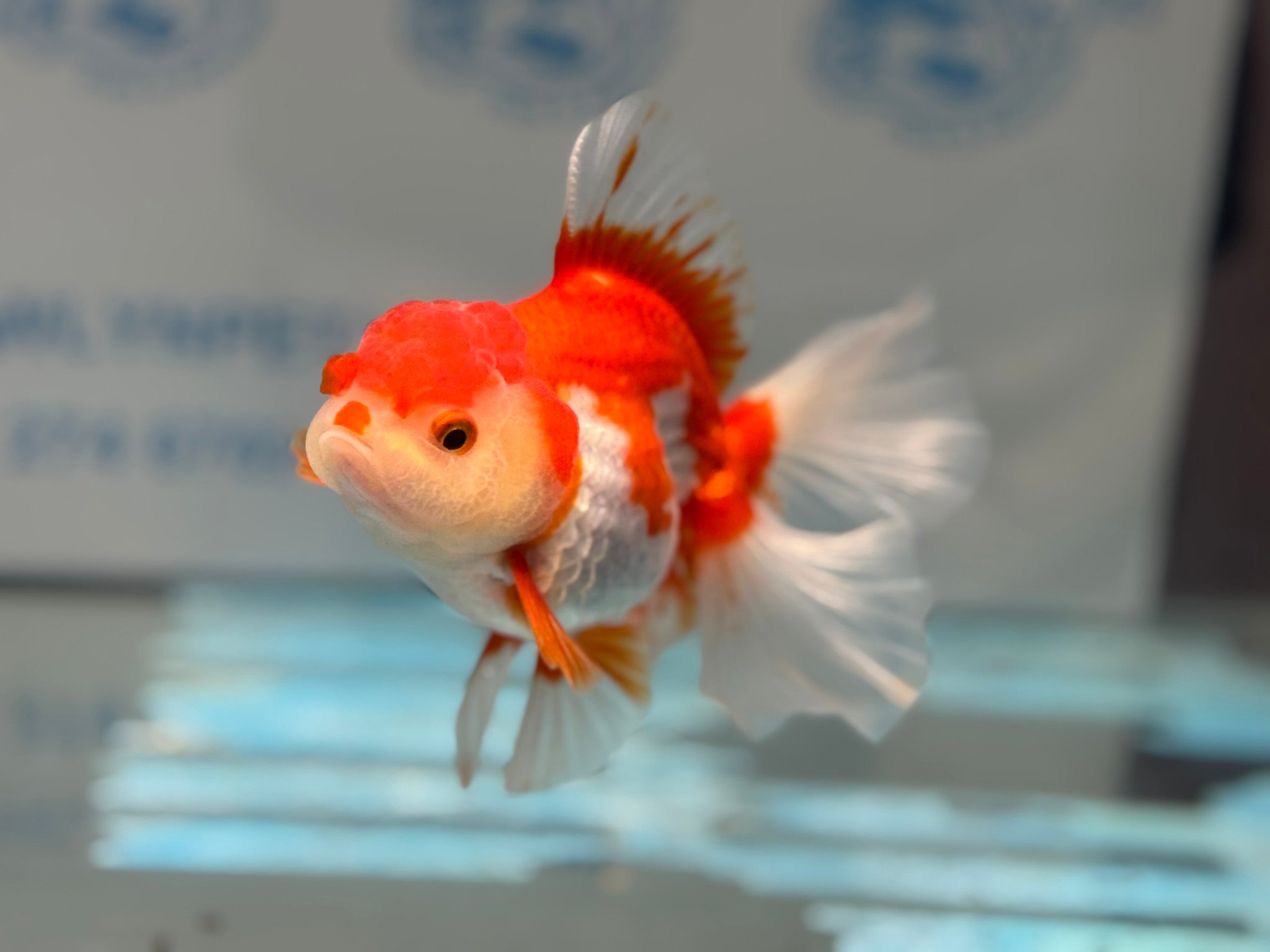 Red/White Oranda 14cm OR15 (Fish in photo) - Newlyn - pets - Newlyn - pets - 