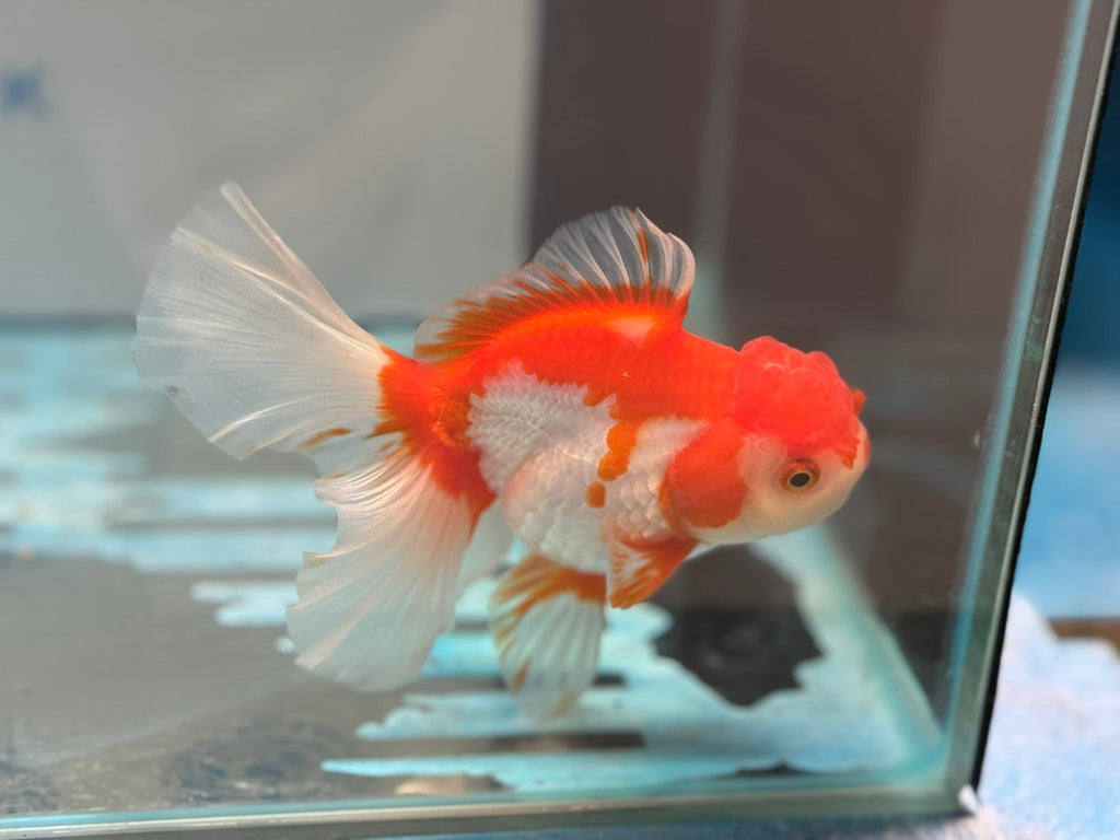 Red/White Oranda 14cm OR15 (Fish in photo) - Newlyn - pets - Newlyn - pets - 