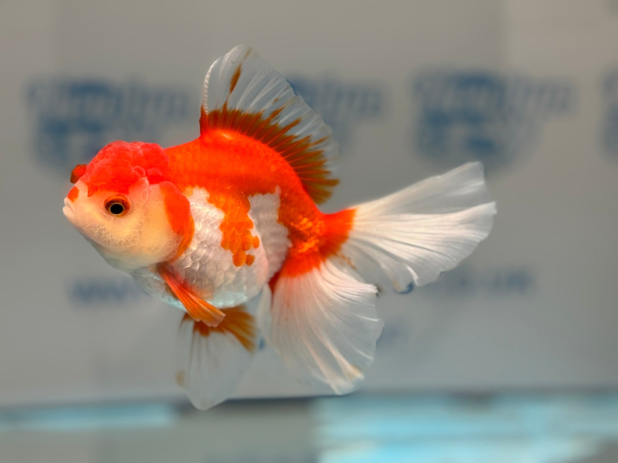 Red/White Oranda 14cm OR15 (Fish in photo) - Newlyn - pets - Newlyn - pets - 