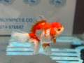Red/White Oranda 14cm OR15 (Fish in photo) - Newlyn - pets - Newlyn - pets - 