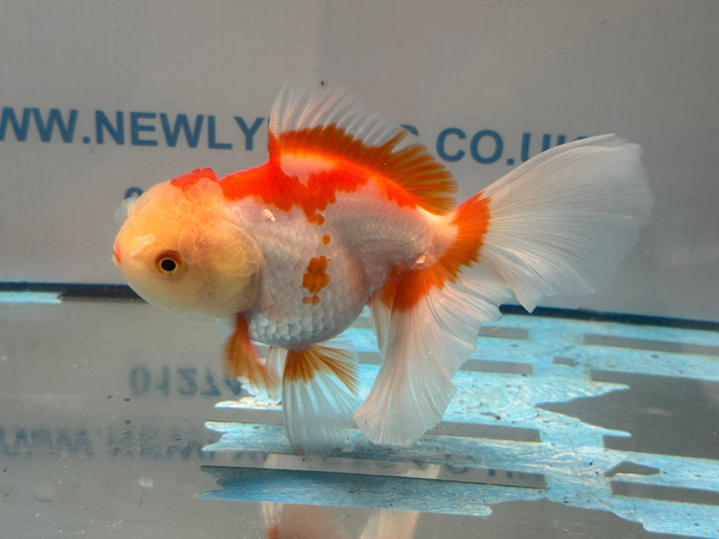 Red/White Oranda 15cm OR16 (Fish in photo) - Newlyn - pets - Newlyn - pets - 