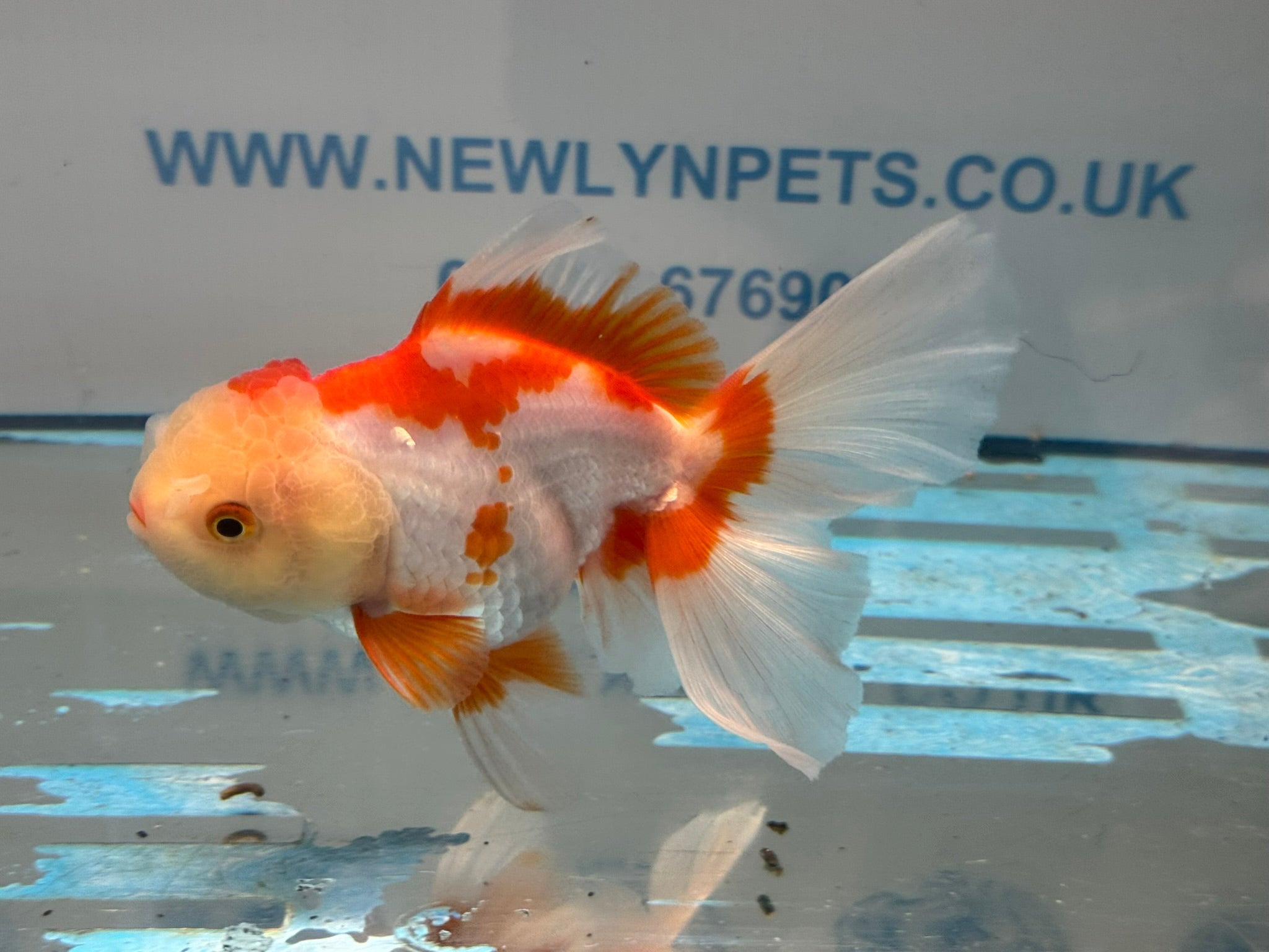 Red/White Oranda 15cm OR16 (Fish in photo) - Newlyn - pets - Newlyn - pets - 