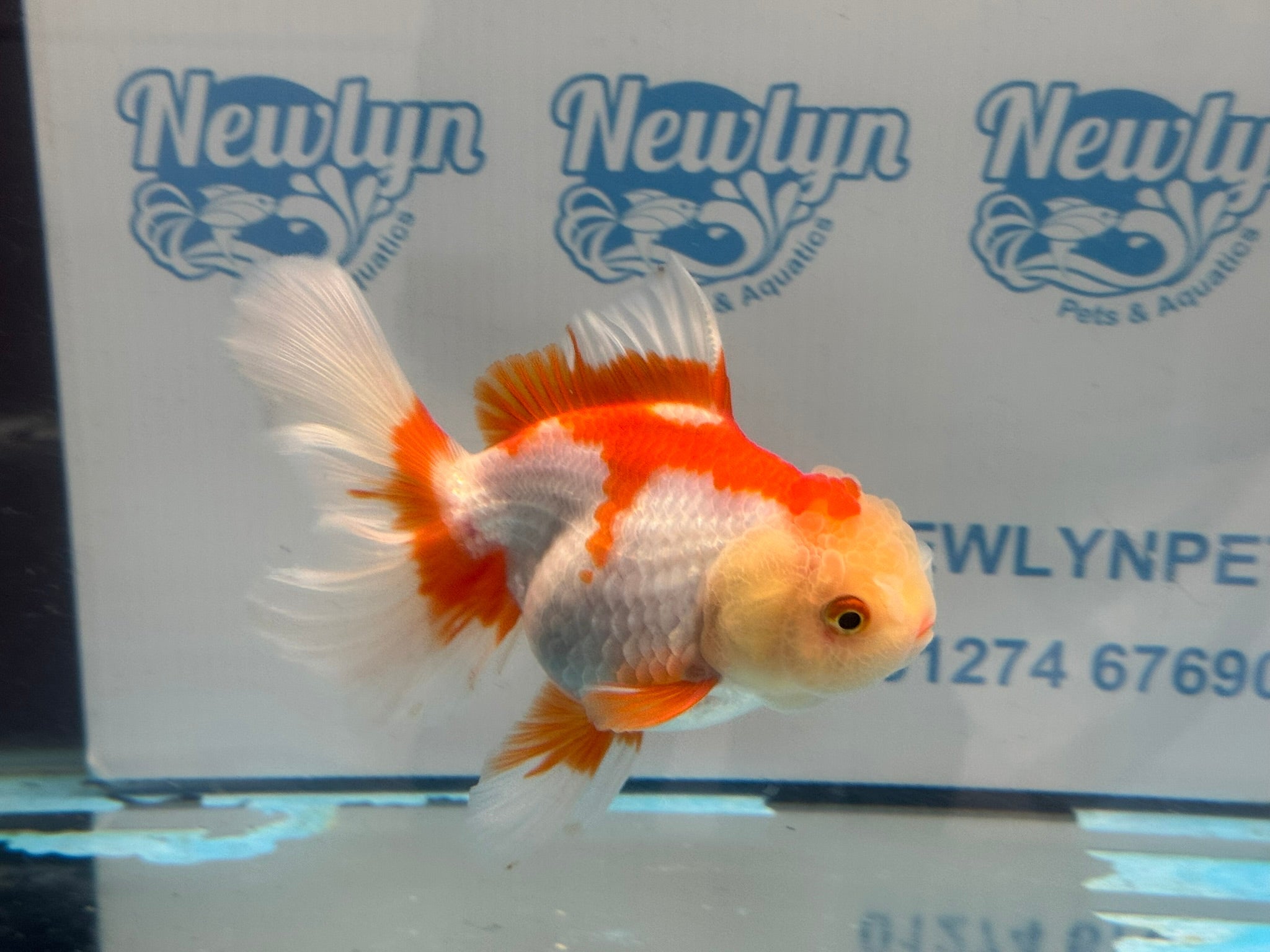 Red/White Oranda 15cm OR16 (Fish in photo) - Newlyn - pets - Newlyn - pets - 