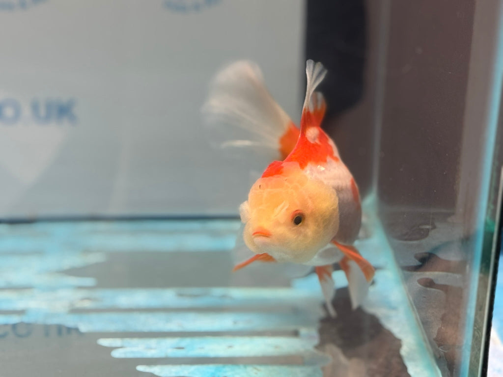 Red/White Oranda 15cm OR16 (Fish in photo) - Newlyn - pets - Newlyn - pets - 