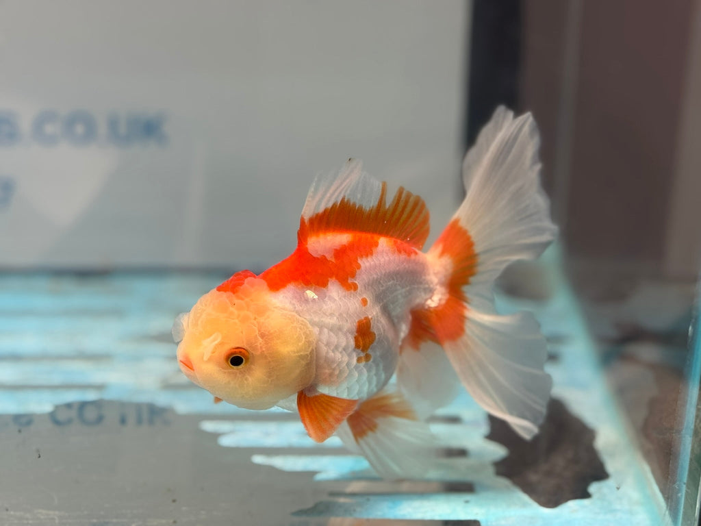 Red/White Oranda 15cm OR16 (Fish in photo) - Newlyn - pets - Newlyn - pets - 