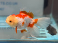 Red/White Oranda 15cm OR16 (Fish in photo) - Newlyn - pets - Newlyn - pets - 