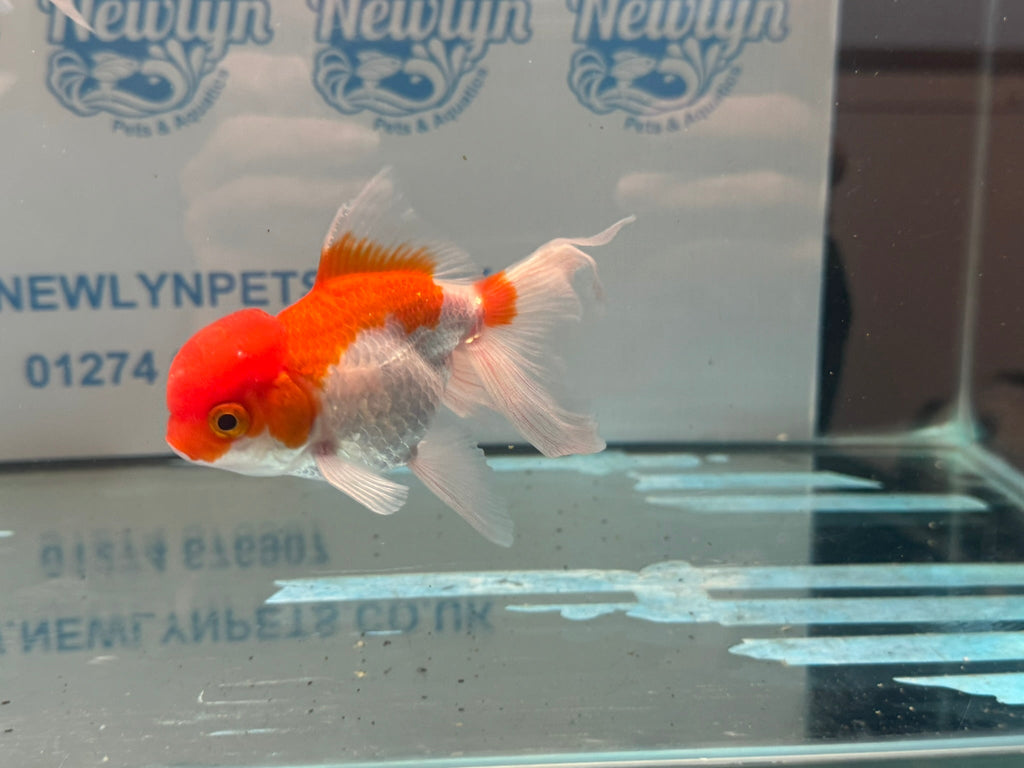 Red/White Oranda 8-9cm Chinese Fancy Goldfish - Newlyn-pets - Newlyn-pets - 