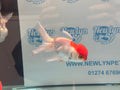 Red/White Oranda 8-9cm Chinese Fancy Goldfish - Newlyn-pets - Newlyn-pets - 