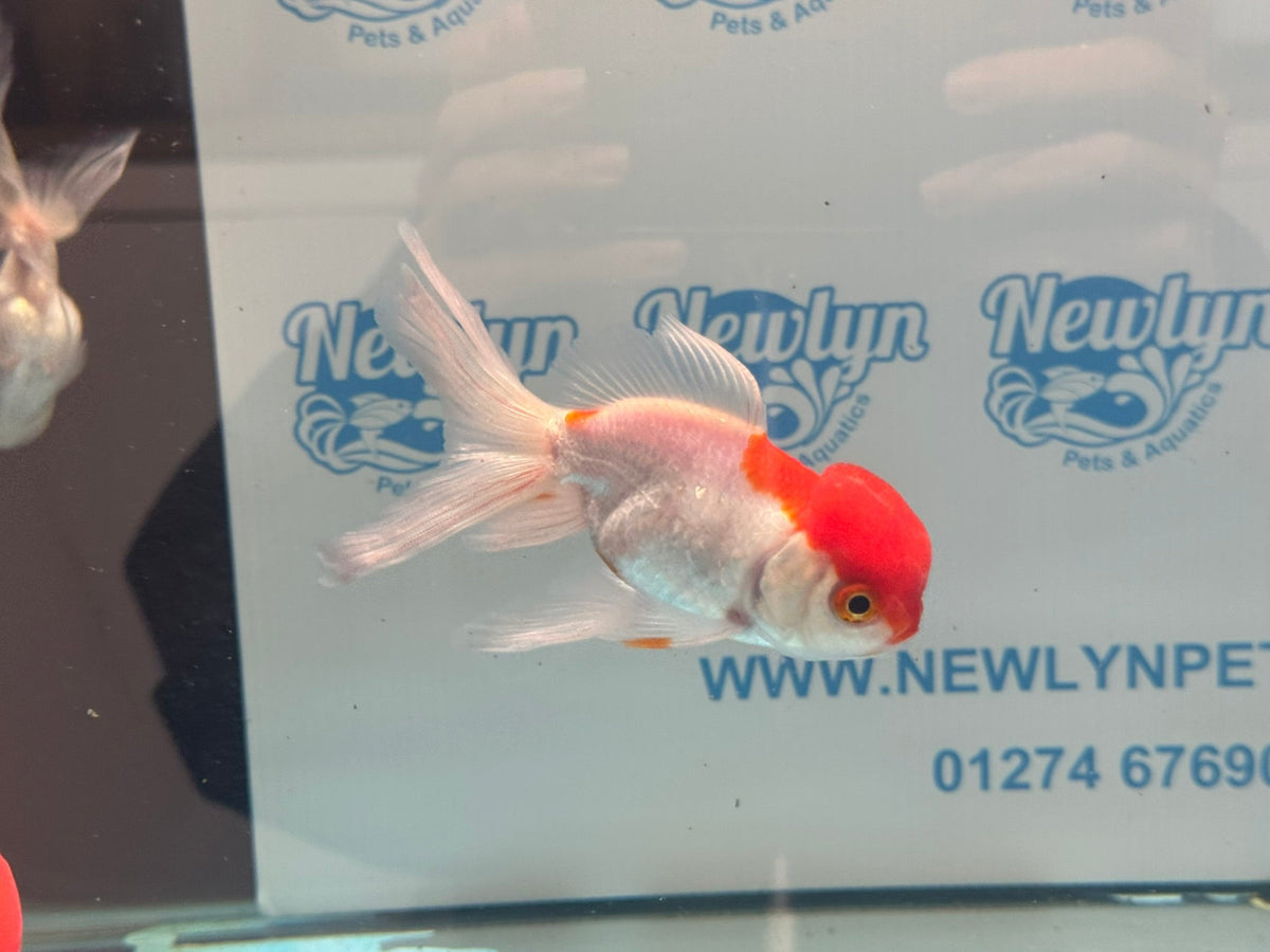 Red/White Oranda 8-9cm Chinese Fancy Goldfish - Newlyn-pets - Newlyn-pets - 