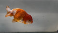 Red/White Ranchu 11 - 12cm Fancy Goldfish - Newlyn - pets - Newlyn - pets - 