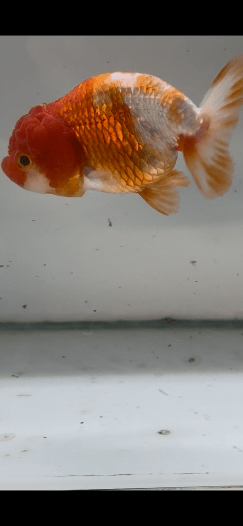 Red/White Ranchu 11 - 12cm Fancy Goldfish - Newlyn - pets - Newlyn - pets - 