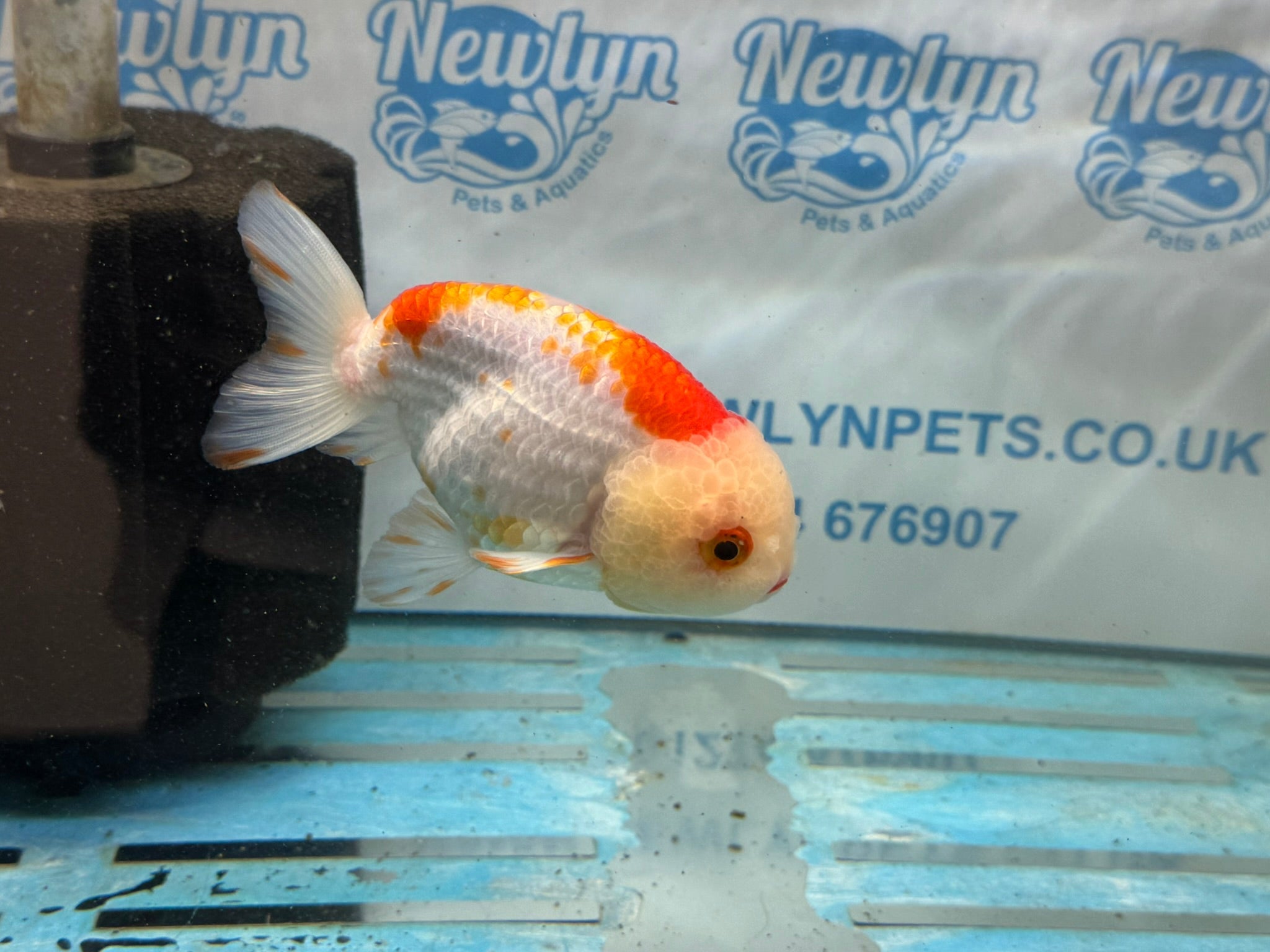 Red/White Ranchu 12cm Fancy Goldfish - Newlyn - pets - Newlyn - pets - 