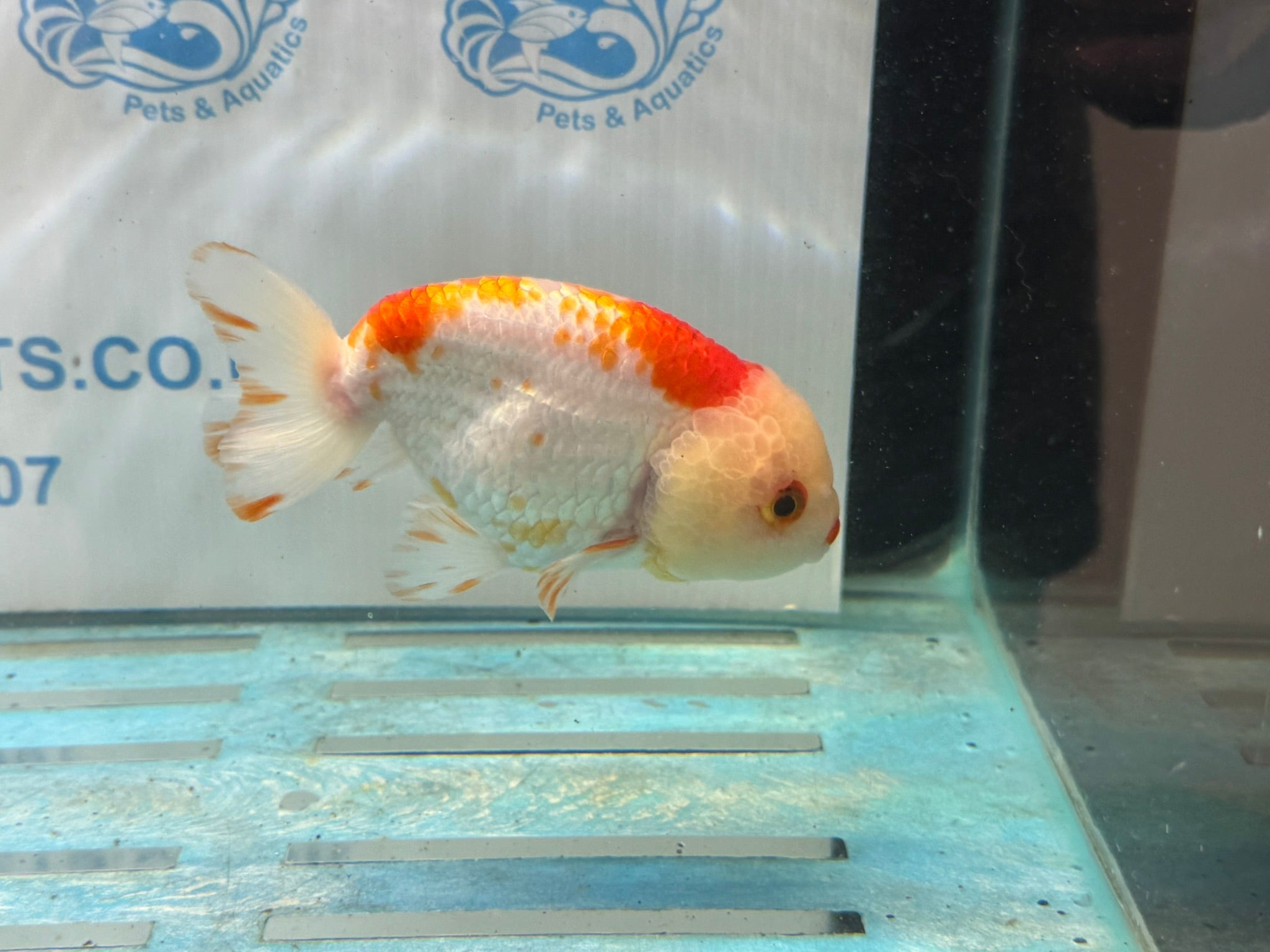 Red/White Ranchu 12cm Fancy Goldfish - Newlyn - pets - Newlyn - pets - 