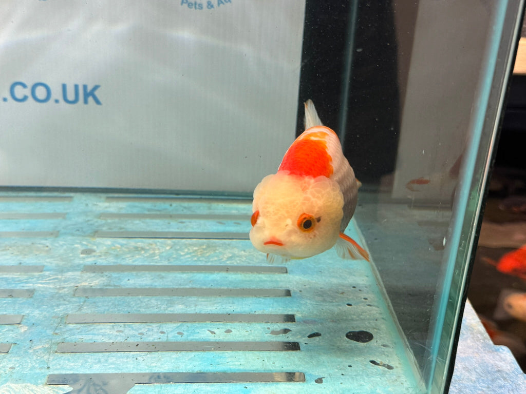 Red/White Ranchu 12cm Fancy Goldfish - Newlyn - pets - Newlyn - pets - 