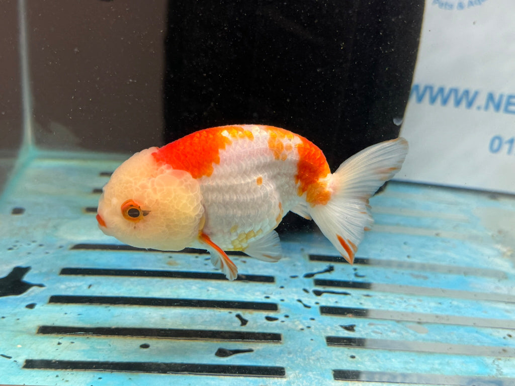 Red/White Ranchu 12cm Fancy Goldfish - Newlyn - pets - Newlyn - pets - 