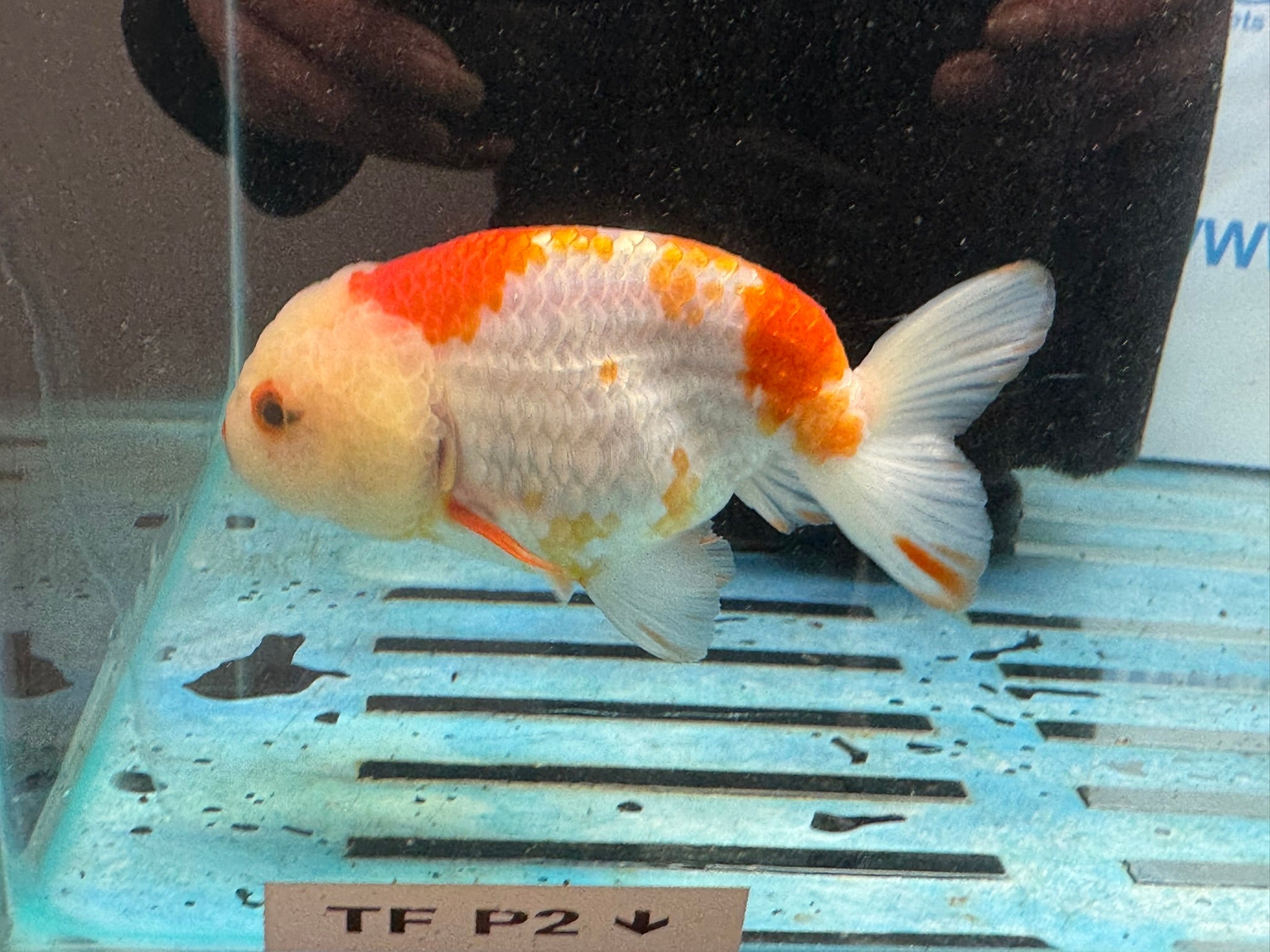 Red/White Ranchu 12cm Fancy Goldfish - Newlyn - pets - Newlyn - pets - 