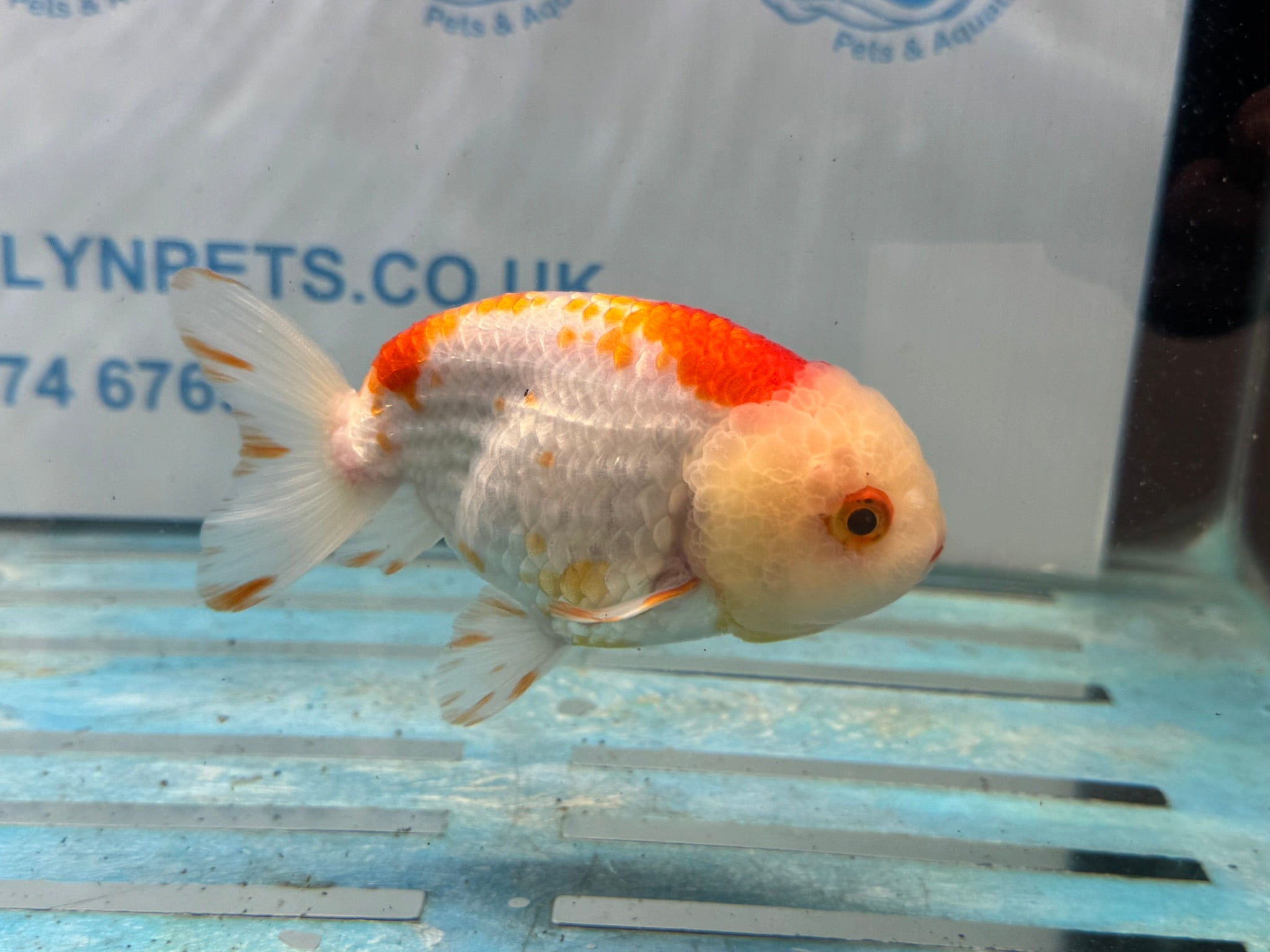 Red/White Ranchu 12cm Fancy Goldfish - Newlyn - pets - Newlyn - pets - 