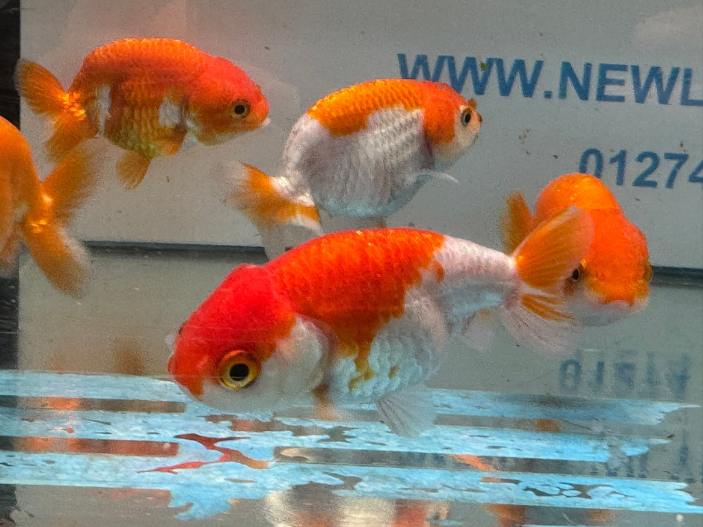 Red/White Ranchu 7-8cm Chinese Fancy Goldfish - Newlyn-pets - Newlyn-pets - 