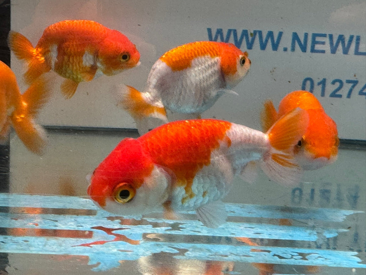 Red/White Ranchu 7-8cm Chinese Fancy Goldfish - Newlyn-pets - Newlyn-pets - 