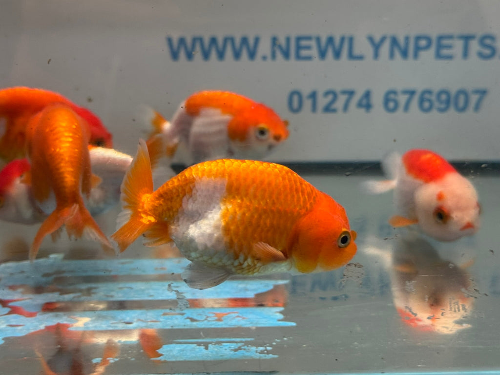 Red/White Ranchu 7-8cm Chinese Fancy Goldfish - Newlyn-pets - Newlyn-pets - 