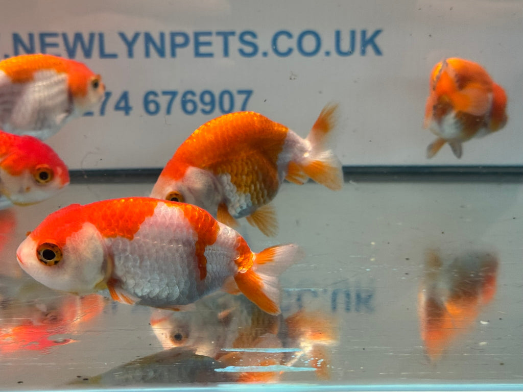 Red/White Ranchu 7-8cm Chinese Fancy Goldfish - Newlyn-pets - Newlyn-pets - 