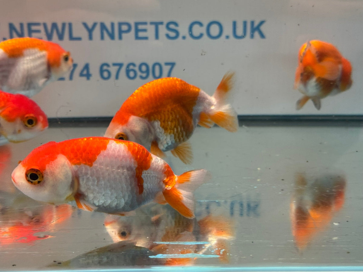 Red/White Ranchu 7-8cm Chinese Fancy Goldfish - Newlyn-pets - Newlyn-pets - 