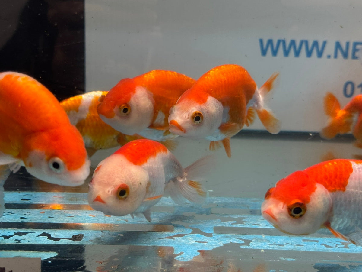 Red/White Ranchu 7-8cm Chinese Fancy Goldfish - Newlyn-pets - Newlyn-pets - 
