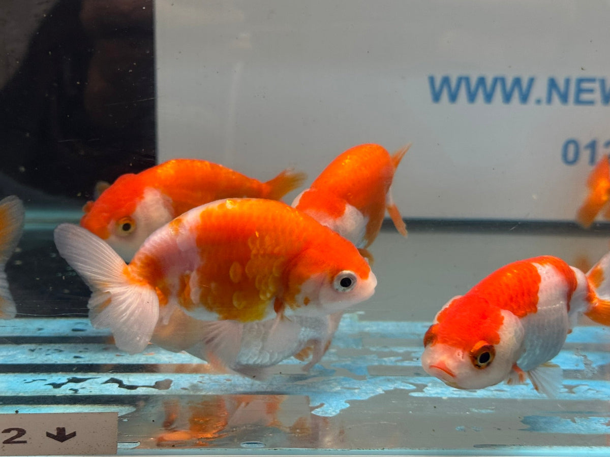 Red/White Ranchu 7-8cm Chinese Fancy Goldfish - Newlyn-pets - Newlyn-pets - 