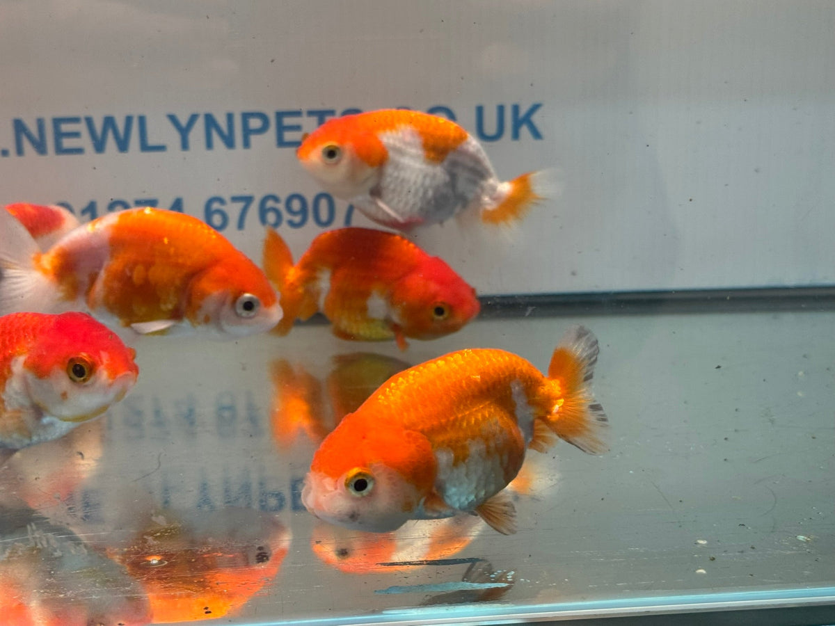 Red/White Ranchu 7-8cm Chinese Fancy Goldfish - Newlyn-pets - Newlyn-pets - 