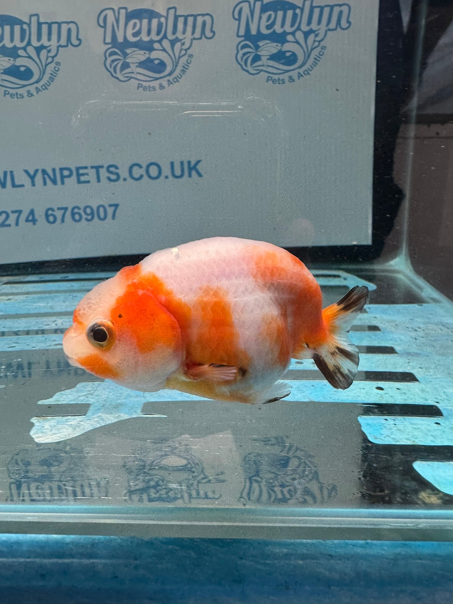 Red/White Ranchu 7-8cm Fancy Goldfish (Ran1) - Newlyn-pets - Newlyn-pets - 